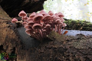 Mycena haematopus (1) (1200 x 800)4.jpg_product